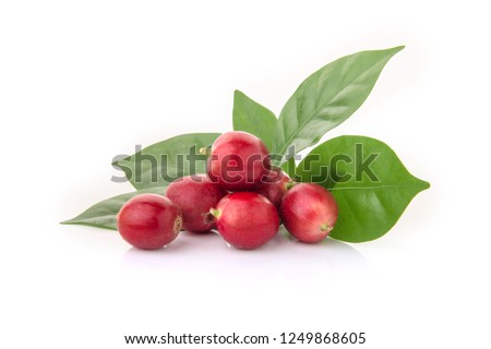 Red coffee beans on a branch of harvest the coffee tree, ripe and unripe berry fruit isolated on white background. Royalty-Free Stock Photo #1249868605