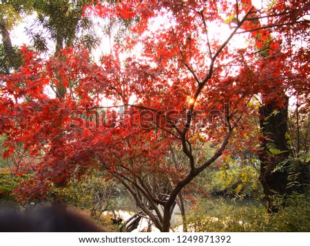 A tree with red color