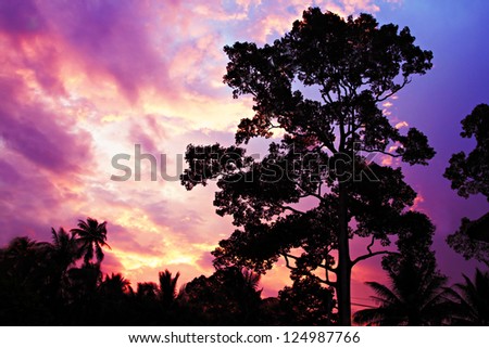 Big tree on the beauty sunset sky background