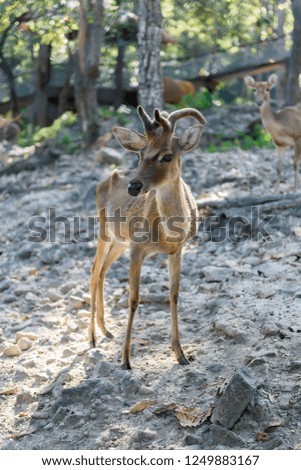 Common barking deer in Chiang Mai Zoo , Chiang Mai Thailand