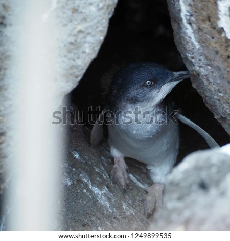 The Penguin in nest at St.Kilda Pier, Melbourne, Australia
