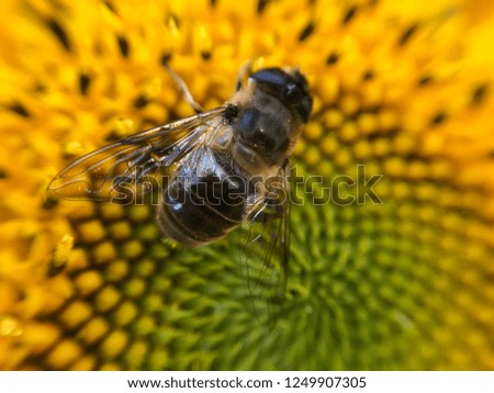 A picture of a bee on a sunflower. A nice photo of the flower and the bee in one.