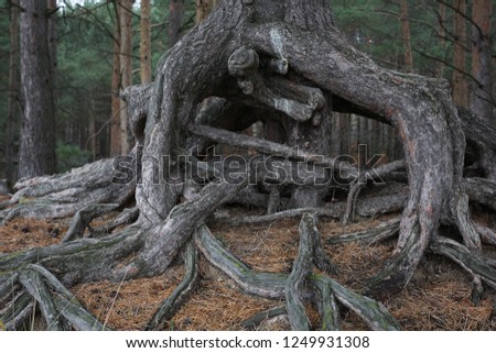 Strange roots of a tree in a pine forest Royalty-Free Stock Photo #1249931308