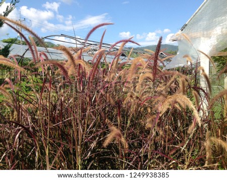 Royalty high quality free stock image of Imperata cylindrica Beauv in sunshine. Imperata cylindrica is a species of grass in the family Poaceae