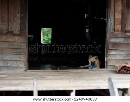 lonely dog 
