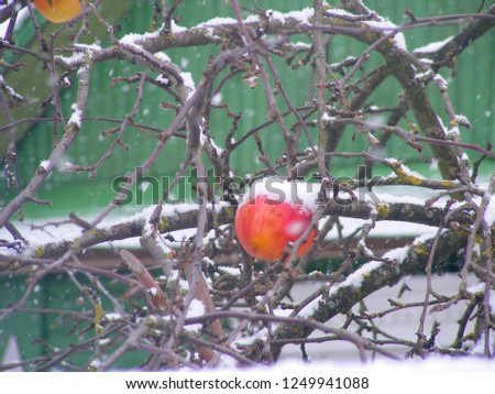 red apple on snow branch, winter colorful picture with teal green background