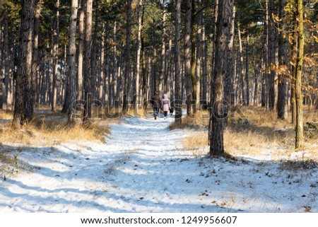Man and woman with dog are walking in winter forest. Sunset in winter forest. Winter snow-covered trees. Landscape winter forest with trees covered snow.
