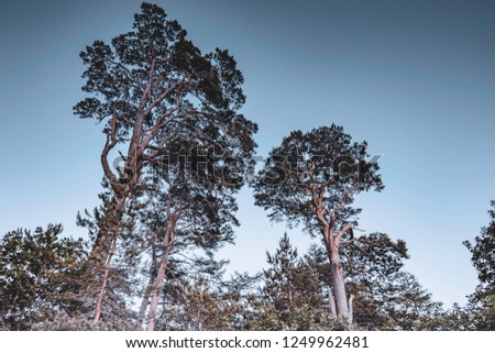 Nature photography.Bright and vibrant  image taken with wide angle lens of old pine trees growing in british woodland.Edited, unnatural shot of trees with clear blue sky in background.