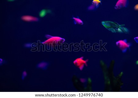 Neon glow fish color freshwater  aquarium pets home aqua