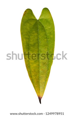 Yellow heart  leaves  on white background