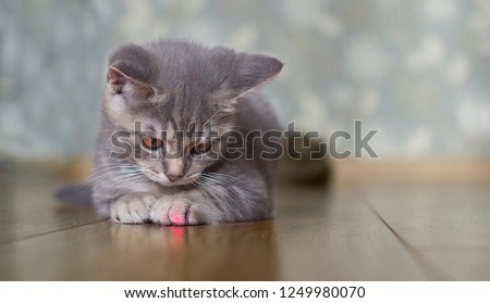 Young kitten is playing with laser pointer image