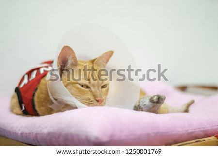 Little cat sleeping on the soft cushion, Thai cat.
