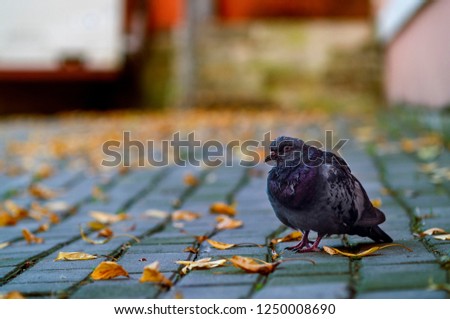 Old single street's pigeon with shabby wings is freezing on the ground among falling leaves.