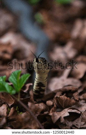 Grass Snake in the forest