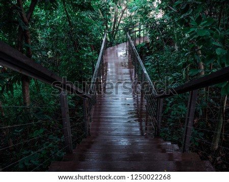 Old wooden bridge in deep forest.