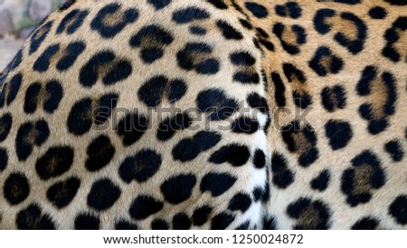 Beautiful Leopard skin texture background natural pattern, with Copy Space for Text.
