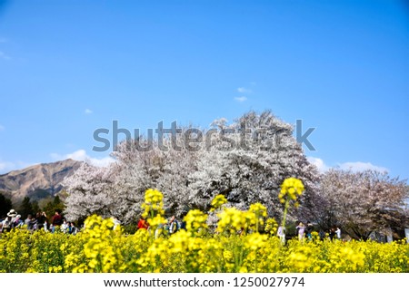 Japanese pictures
Sakura
Spring Japanese age 400 years cherry tree big tree