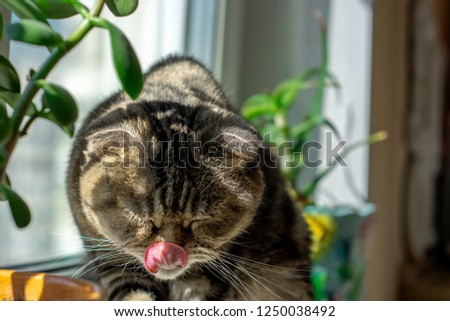 Cute cat likes to sit by the window and to wash her soft striped fur