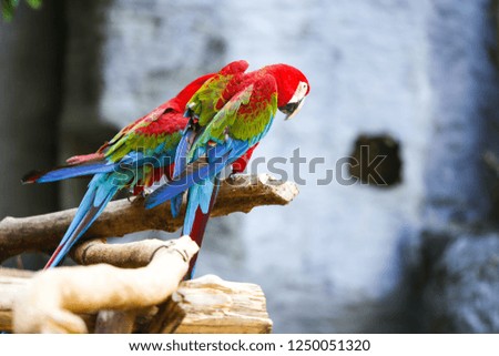Colorful Macaw at a zoo.