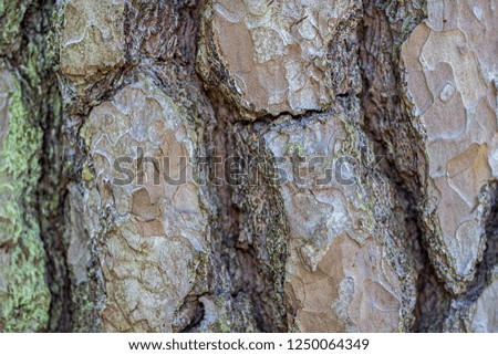Tree bark close-up. Abstract nature background texture and pattern image