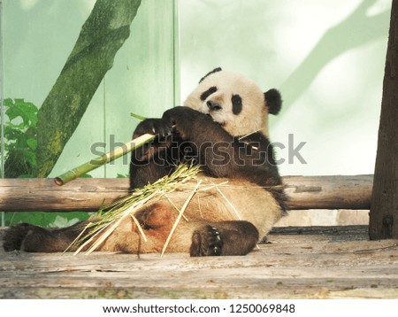 Panda happily eating bamboo on wooden litter in China. Defocus picture.