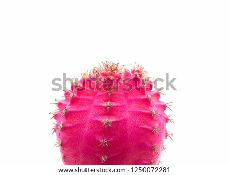 close  up Pink cactus on white background