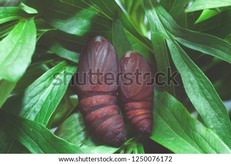 Neoris huttoni pupae or chrysalis