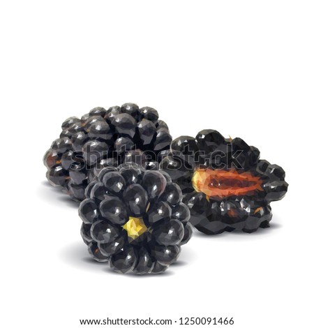 Fresh, sweet and tasty blackberry. Blooms of blackberries. Symbols of berries. Elements for label design. Vector illustration. Berries ingredients in triangulation technique. Blackberry low poly.