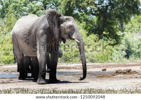 Saw this Elephant while visiting the famous Kruger National Park in South Africa.