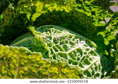 Organic farming cabbage