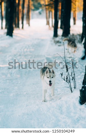 Dog breed husky, like a wolf in the winter snow-covered forest.
