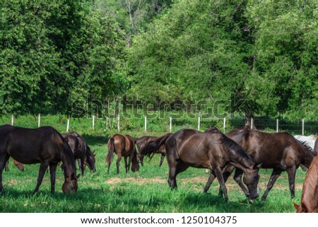 Close up a group of many horse walking in the field. Wild life animal concept.