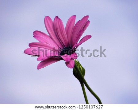 A beautiful flower of pink margarita
