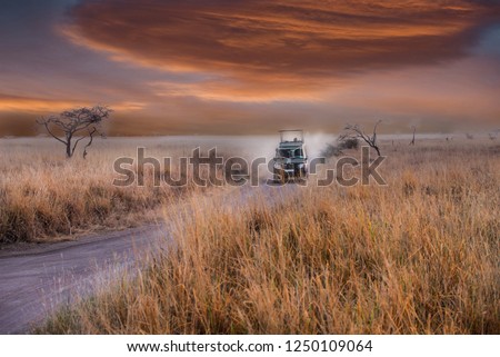 A game drive safari in Serengeti national park , Tanzania. A car is driving on the road with the silhouette scene.