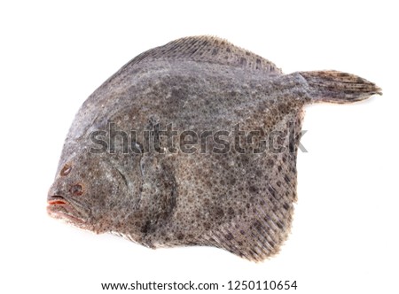 Scophthalmus maximus in front of white background