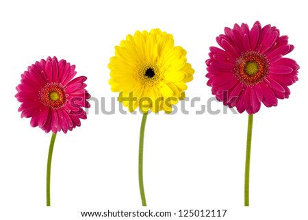 Close-up shot of yellow and pink daisy flower against white background.
