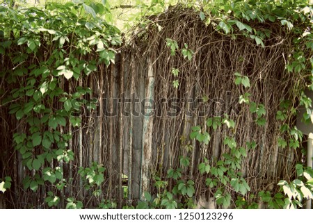 an old fence covered with grape