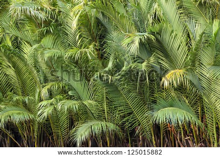 green palm tree