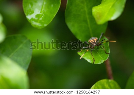 Bedbug on the leaves of the acerola tree. Typical fruit tree of Brazil.