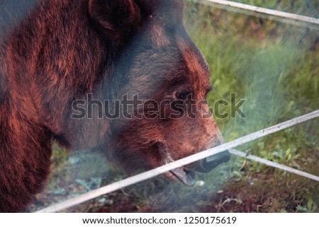 Big male bear face with beautiful scars behind the cage