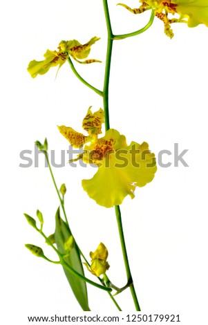 Oncidium Orchid Flowers, Dancing Lady orchid (Oncidium Varicosum, Oncidium Goldiana) Beautiful orchid flowers in white background. . Shallow depth of field