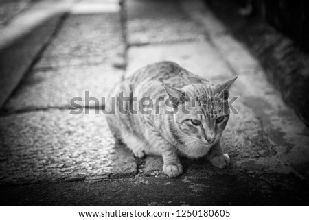 Lovely poor  domestic cat isolated on black background