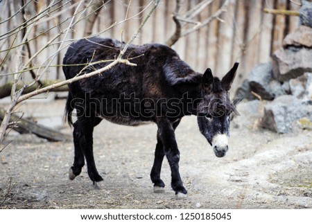 Picture of a funny donkey