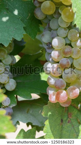 Bunch of grapes on the vine with green leaves. Grape harvest on october. 