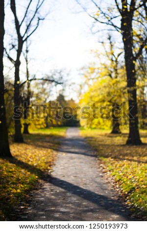 Blurred picture of some beautiful trees with yellow leaves and a pathway during fall season in a forest in Rome, Italy.