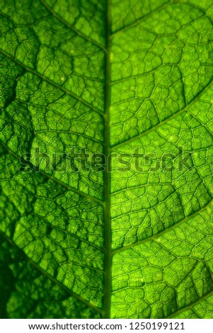 Details of a leaf with macro photography shallow dept of field.
