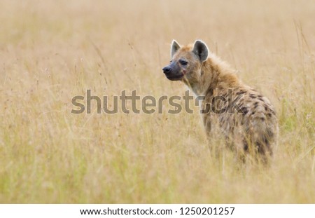 spotted Hyena scanning the savannah plains. 