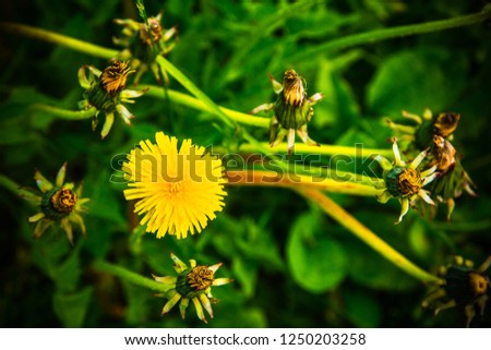 Yellow dandelion flower among the ready to bloom fluffy seeds in a green meadow