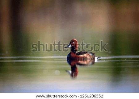 Swimming duck. Natural lake habitat background. Bird: Ferruginous Duck. Aythya nyroca.