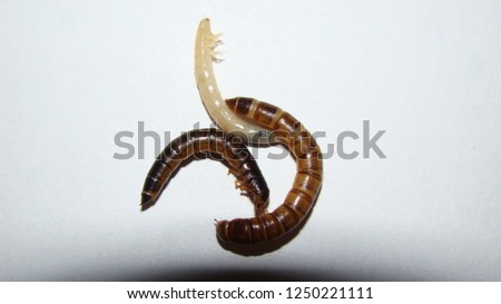 mealworm - superworm | larvae on white background close up - Stages of the meal worm  - the life cycle of a mealworm larva - mealworms  ,  meal worms , super worm , superworms 
white mealworm